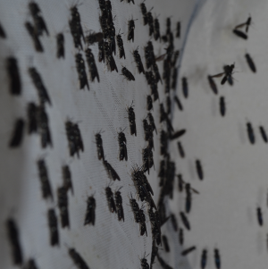 Trendcollege 'Kennismaking met de insectenketen'
