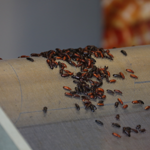 Summer School - insects as Food and Feed