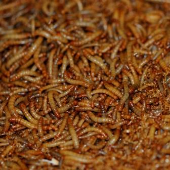 Acht insecten erkend voor gebruik als voeder in aquacultuur