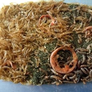 Verteren meelwormen vezelrijke producten?